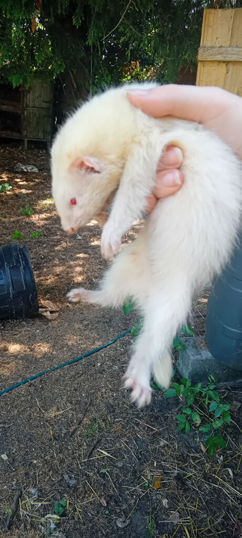 Albino ferrets