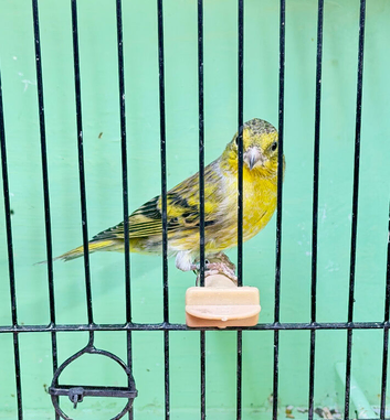 Siskin Mule Hen