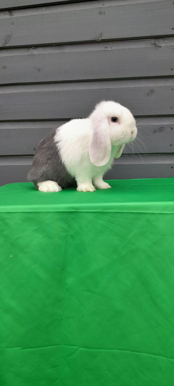 Gorgeous little mini lop now ready to leave
