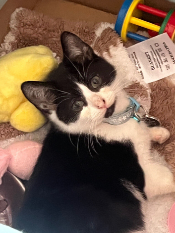 Kitten