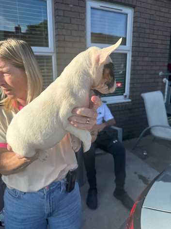 Two English bull terrier girls left of of litter of 7