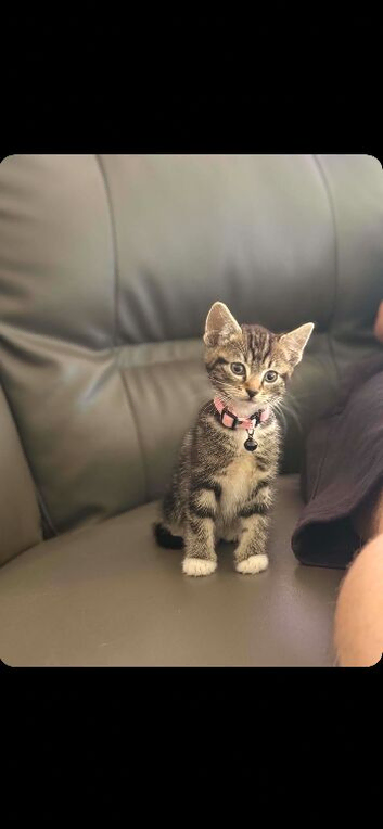 Kittens for sale ready to leave now