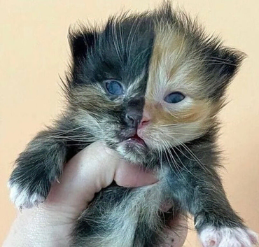 Beautiful kittens forsale