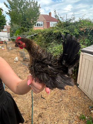 Serama rooster