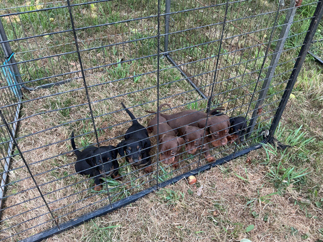 Miniature dachshunds puppies