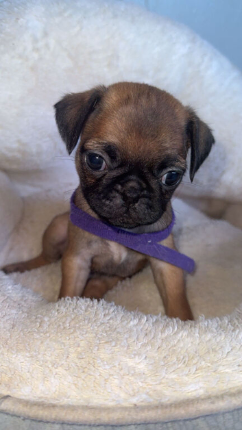 Frug puppies