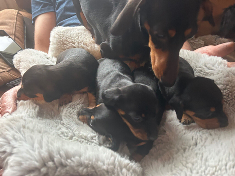Miniature dachshunds