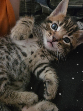 Beautiful male tabby ready to leave