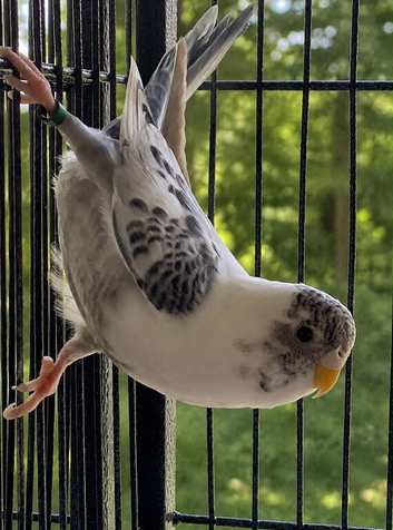 Young budgies