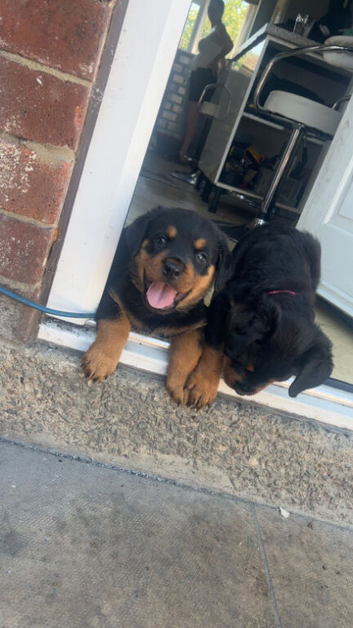 Rottweiler puppy