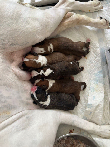 Boxer puppies