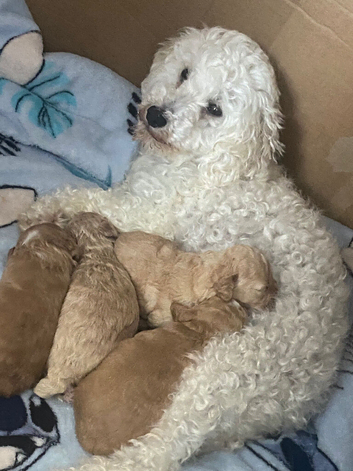 Toy Cockapoos