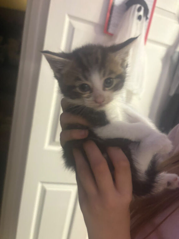 Kittens for sale