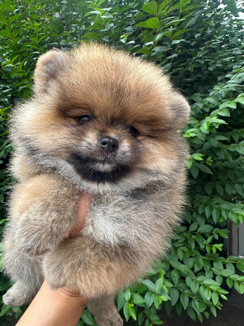 KC Pomeranian females Russian/Taiwan bloodlines