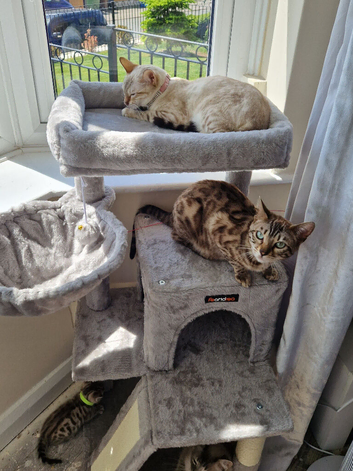 2 female glitter bengals for sale