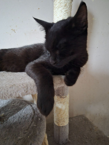 Urgent Beautiful Black Boy Looking for New Home