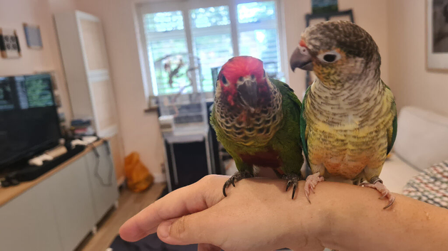 Two bonded hand tame conures