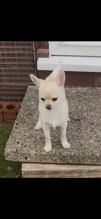 Stunning male available