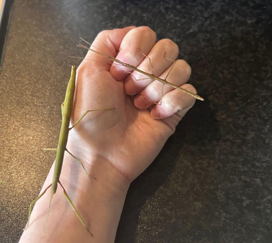 Baby Indian stick insects
