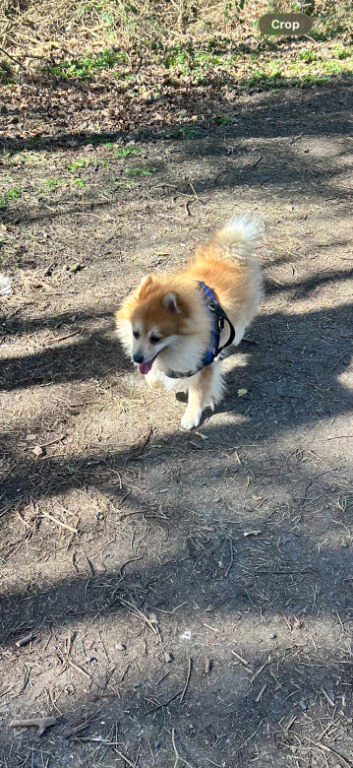 Lovely German Spitz