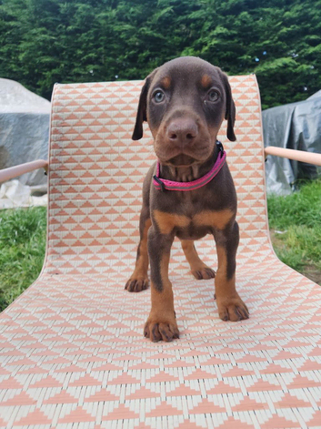 Doberman puppies just 3 days left before they can leave