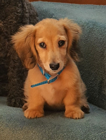 Long Haired Miniature Dachshund