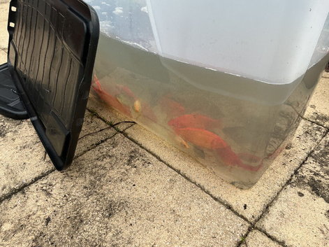 Free goldfish a variety of colours