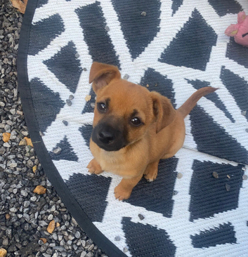 Jack Russell/Yorkshire terrier puppy&rsquo;s