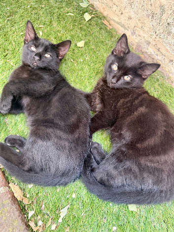 2 playful female kittens