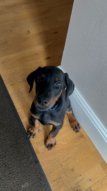 PSA  Anubis grandchildren  Vali X Cardi