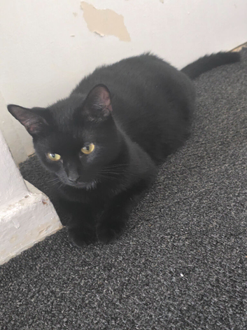 4 kittens 9 weeks old &pound;50