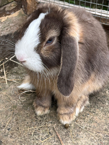 Gorgeous mini lops ready now