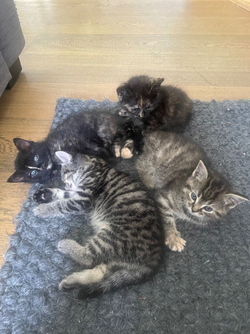 Ragdoll x kittens