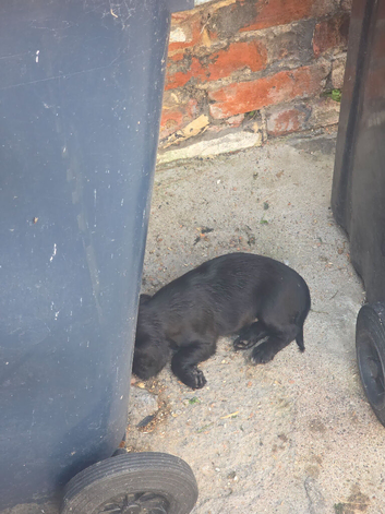 Cocker spaniel puppies for sale
