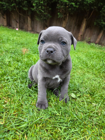KC Staffordshire Bull Terrier