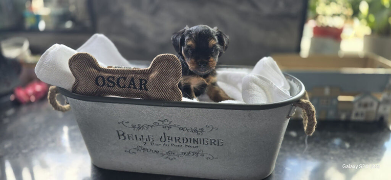 Beautiful Yorkshire terrier puppies