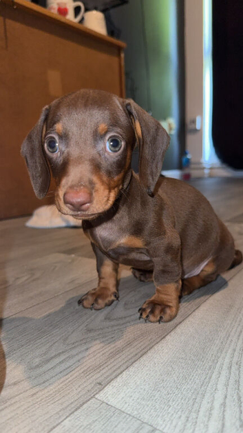 11 week old pup for sale .