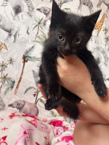Stunning little kittens