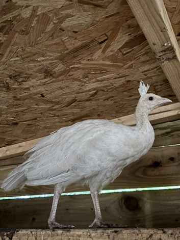 white male peachick