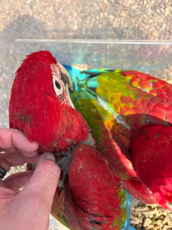Baby greenwing macaws