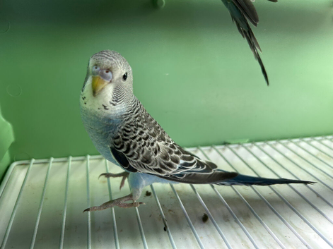 Black face splits black wing budgies