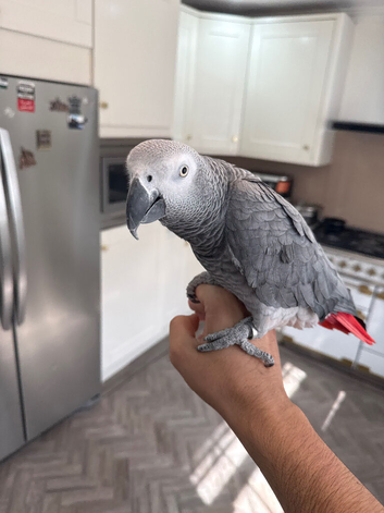 African grey