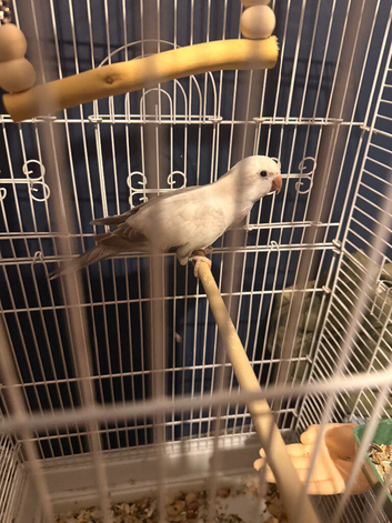 Quaker parrot violet crossover
