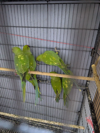 Ringneck Green