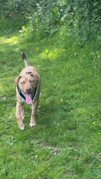 Viszla cross 9 months old