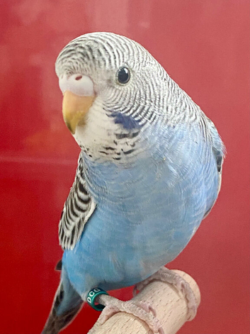 Young budgie