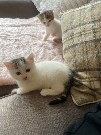 Beautiful kittens