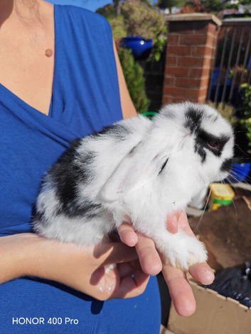 Pure Bred Mini Lop