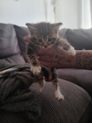 Pretty cross kittens