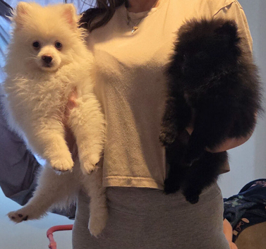 2 beautiful poms
